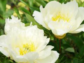 �I���G���^���z���C�g