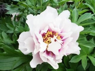 �R�[�����C�X