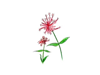 セントランサス