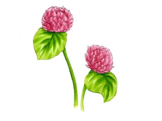 センニチコウ