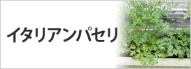 イタリアンパセリ