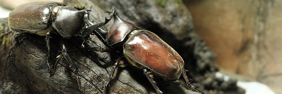 カブトムシがケンカしてるイメージ。