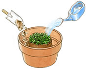 土を増し、水やり