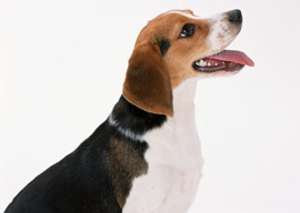 耳の長い犬はこまめにケアを