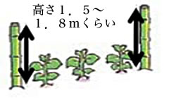高さ1.5～1.8mくらい