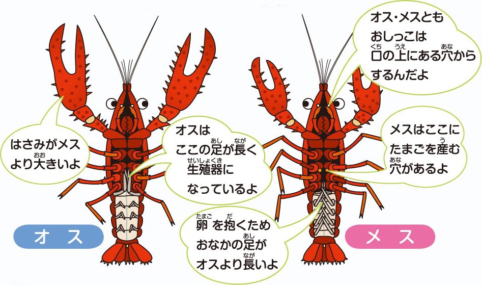 オス・メスのみわけかた
