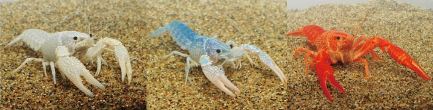 白ザリガニ、青ザリガニ、オレンジザリガニ