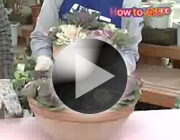葉牡丹の寄せ植え