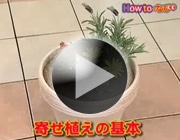 寄せ植えの基本