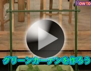 グリーンカーテンを作ろう