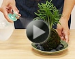 苔玉の作り方
