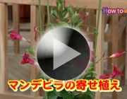 マンデビラの寄せ植え