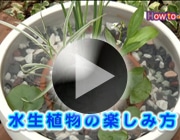 水生植物の楽しみ方