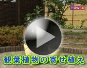 観葉植物の寄せ植え