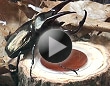 昆虫の飼育方法～カブトムシの飼い方～ 