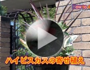 ハイビスカスの寄せ植え