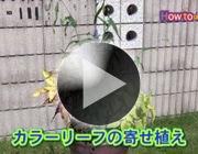 カラーリーフの寄せ植え