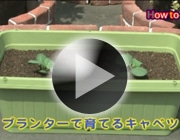 キャベツの育て方