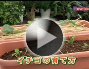 イチゴの育て方