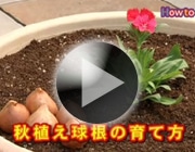 秋植え球根の育て方
