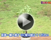 バラの植え方