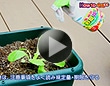 野菜の病害虫対策