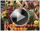 第3回 ハンキ゛ングハ゛スケットの寄せ植え