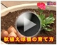 第19回 秋植え球根の育て方