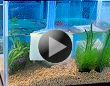 初めてのお魚飼育 ~水槽の水替え~