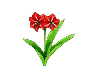 アマリリス