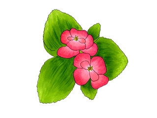 ベゴニア