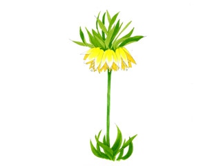 フリチラリア