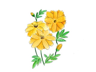 キバナコスモス