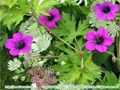 �摜