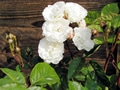 �摜