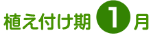 植え付け期 1月