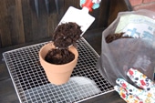 鉢植え