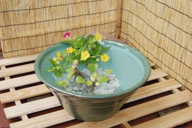 睡蓮鉢