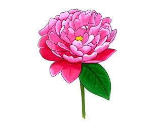 シャクヤク