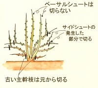花後の剪定