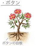 ボタンとシャクヤク