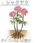 ボタンとシャクヤク