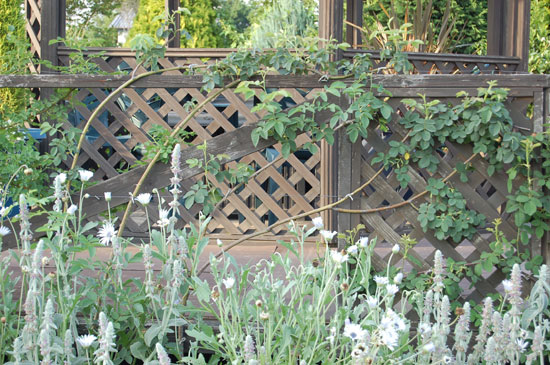 フェンス仕立て