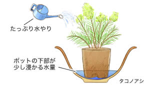 タコノアシ