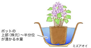 ミズアオイ