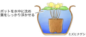 ミズヒナゲシ