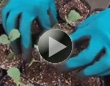 種から苗を育てる方法 植え替え編