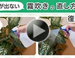 水が出ない霧吹きの直し方