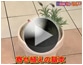 第6回 寄せ植えの基本