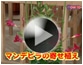 第11回 マンデビラの寄せ植え